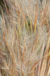 Bushy bluestem